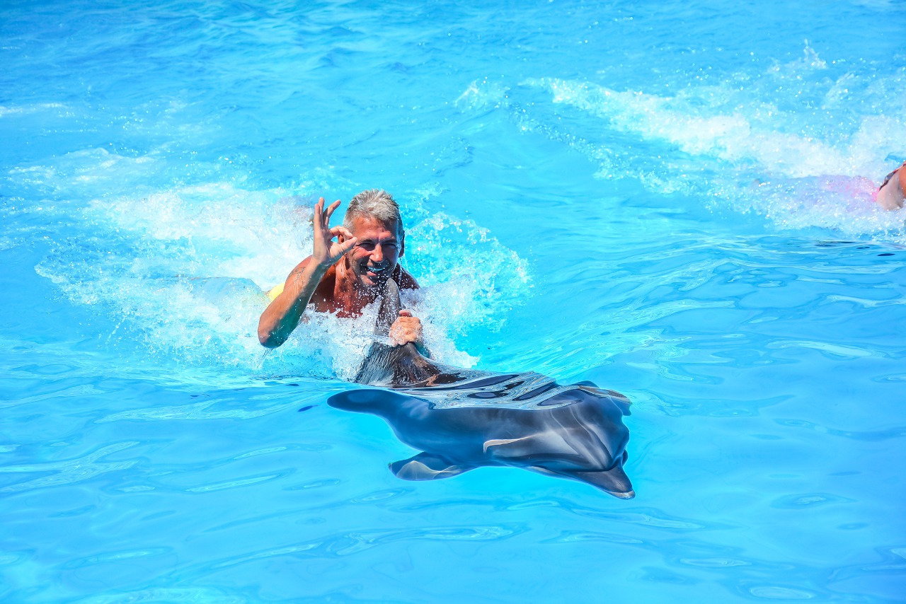 Swimming with Dolphin on the Pool